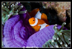 Raja Ampat, Keruo Channel Dive Point by Ahmet Yay 